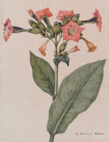 La Nicotiane tabac botanical illustration