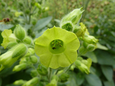 Nicotiana rustica flower at Cambridge University Botanic Garden