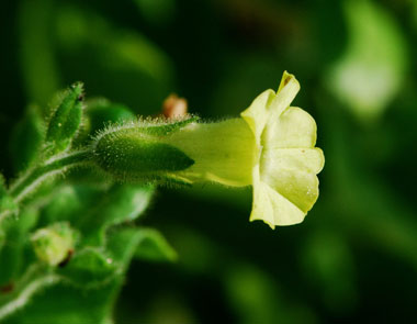 Close-up of Nicotiana rustica flower
