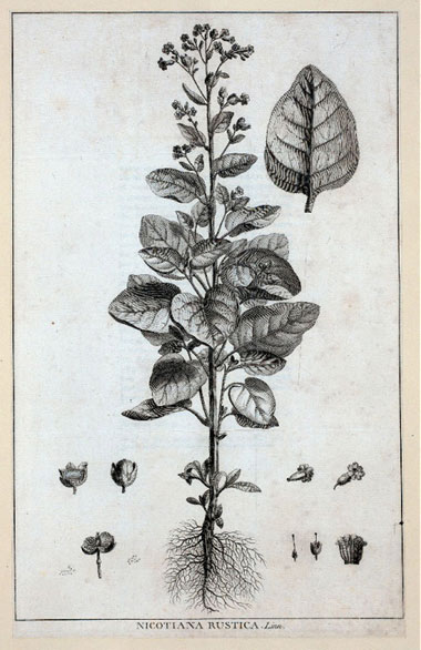 Nicotiana rustica botanical illustration