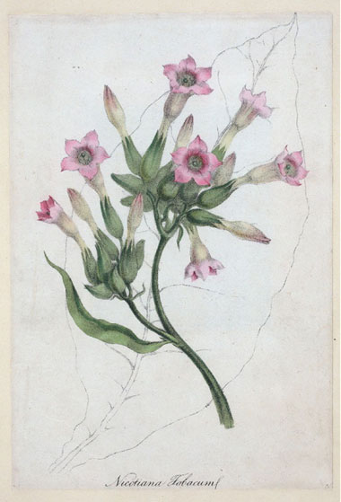 Nicotiana tabacum stem botanical illustration