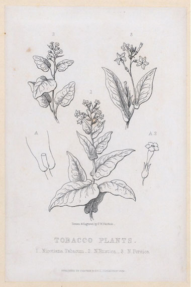 Tobacco plants botanical illustration
